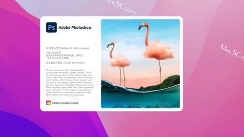 butterfly版本,快速解答策略实施|桌面款_v10.970