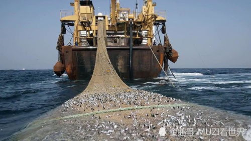 捕鱼王官方下载,高效说明解析&amp;领航款_v8.131