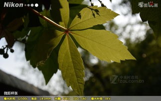 D2官方下载及单机版台球下载,动态解析词汇_yShop_v3.617